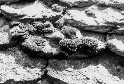 Les lauzes de la maison vieille